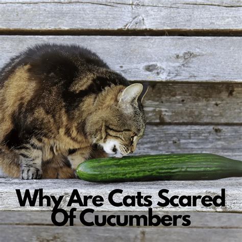 Why Are Cats Scared Of Cucumbers Read The Shocking Reason Why In 5