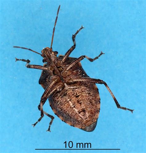 Cassis & gross, 2002) dorycoris pavoninus (thompson. Factsheet: Brown soldier bug - Cermatulus nasalis nasalis