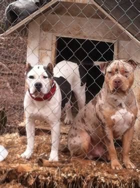 You'r guarantee for your purchase. Exotic Merle PitBull puppies * Full Blooded * With Papers ...