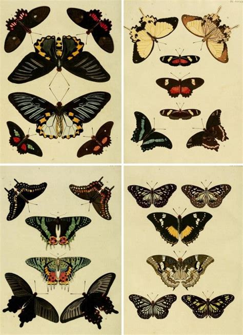 Remodelaholic 25 Free Butterflies And Moths Vintage Printable Images