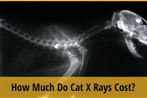 When it comes to detecting a hairball, a swallowed they can further be used to diagnose asthma, pneumonia, heart disease…and the list goes on and on. How Much Do Cat X Rays Cost? | ZooAwesome