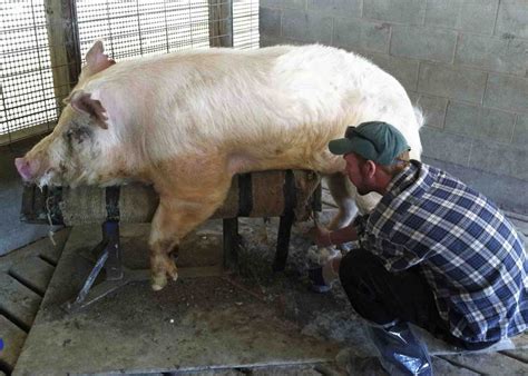 Whitmore Farm Pulled Pork