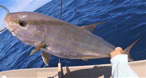 Kahala Amberjack Archives Hawaii Nearshore Fishing