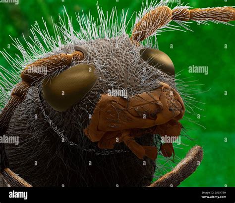 Wasp Beetle Head Coloured Scanning Electron Micrograph Sem Of The