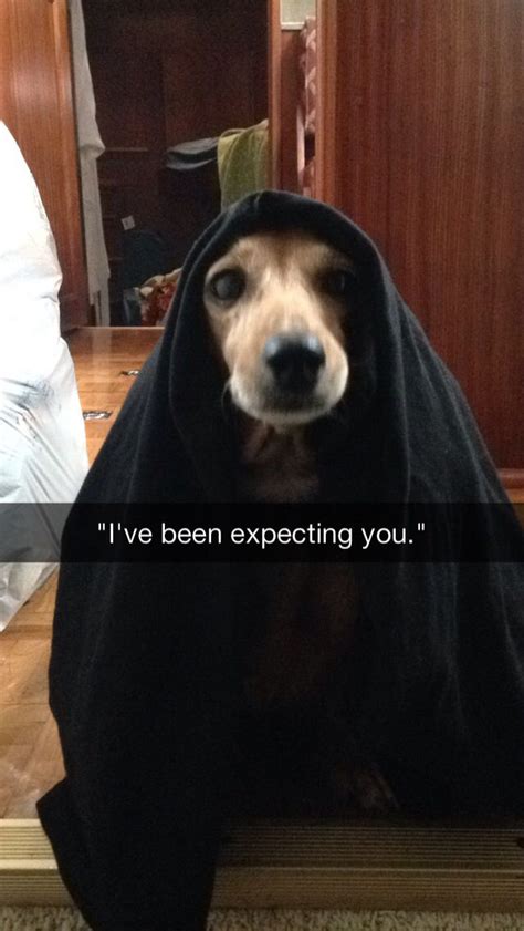 Ive Been Expecting You Dog Love Dachshund Lovers Crusoe The