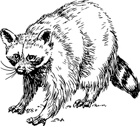 Onlinelabels Clip Art Raccoon
