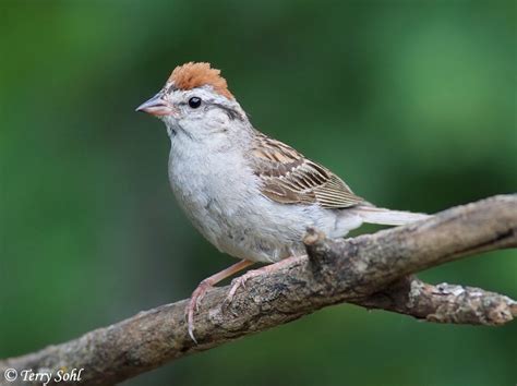Chipping Sparrow South Dakota Birds And Birding