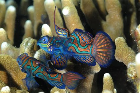 Colorful Mandarin Fish Spotted In Singapore Waters For First Time