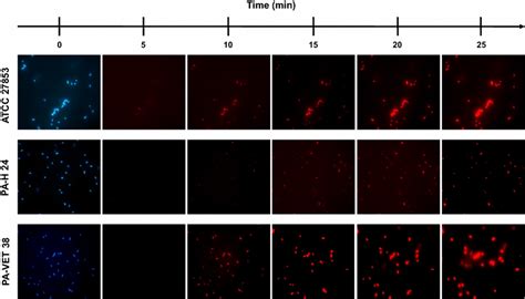 Propidium Iodide Dead Cell Stain Assay Permeabilization Of The Inner Download Scientific