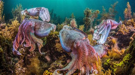 In demographics, the world population is the total number of humans currently living, and was estimated to have reached 7,800,000,000 people as of march 2020. World octopus and squid populations are booming | Science ...
