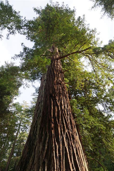 California Redwood Coast Redwood Tree Seed Grow Kit The Etsy