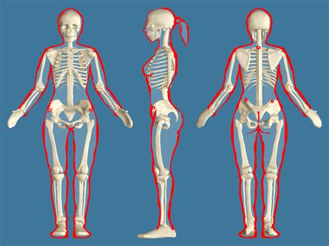 Image Result For Male And Female Skeleton Proportions Human Anatomy