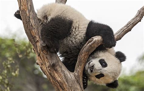 Top 150 About Panda Animal