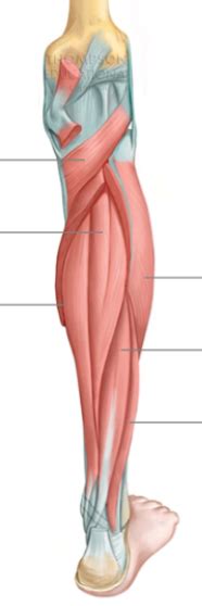 Extrinsic Foot Muscles Posterior Deep Diagram Quizlet
