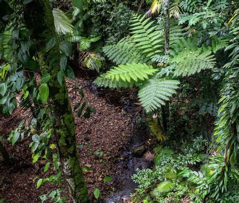 3 Walk Trials Of Daintree Rainforest Heaven Of Australia