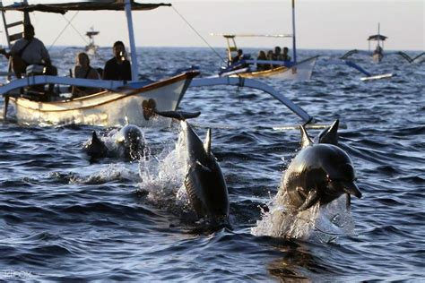 Lovina Dolphin Watching And Snorkeling Tour In Bali Klook Australia