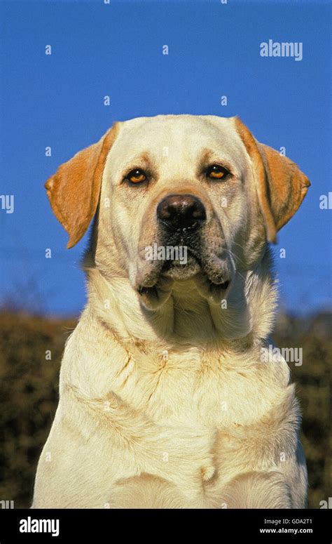 Yellow Labrador Retriever Portrait Of Adult Stock Photo Alamy