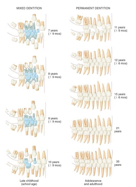 Tooth Morphology Notes Pdf Evelyvan