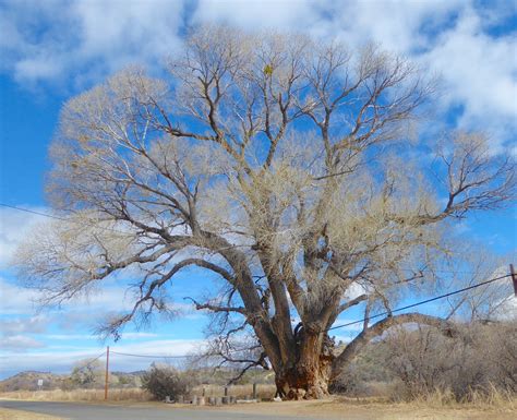 Amazing Places Giant Cottonwood Worth A Visit The Daily Courier