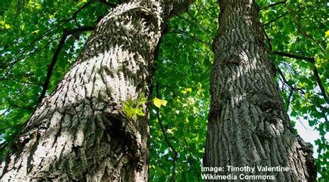 Tulip Trees Liriodendron Types Leaves Flowers Bark Pictures