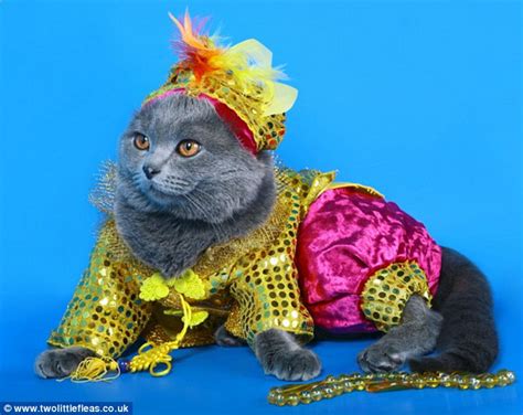 See Adorable Animals Dressed Up For Halloween Daily Mail