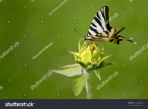 Butterfly Tiger Swallowtails Isolated Green Background Stock Photo