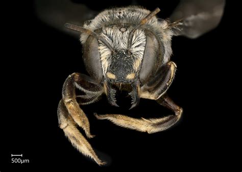 Anthidium Aztecum Exotic Bee ID