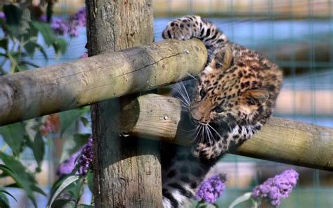 Fences Animals Cubs Leopards Purple Flowers Baby