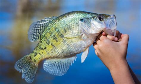 White Crappie Fish Facts Pomoxis Annularis A Z Animals
