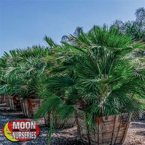 Mediterranean Fan Palm Palm Tree Moon Valley Nurseries