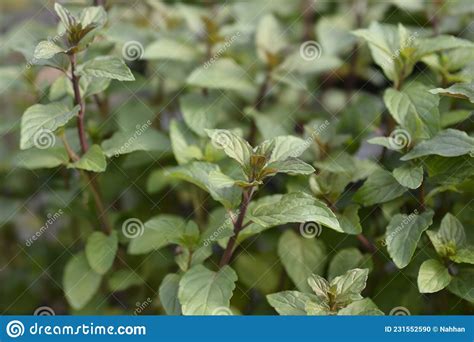 Chocolate Mint Stock Photo Image Of Leaf Piperita 231552590