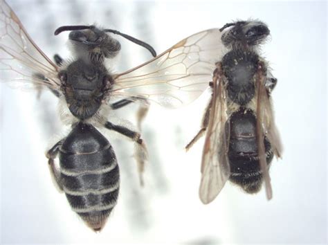 Ground Nesting Bees On Farms Lack Food Grow Smaller Cornell Chronicle