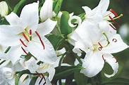 Casa Blanca Lilies (aka White Oriental Lily) - Flower Magazine