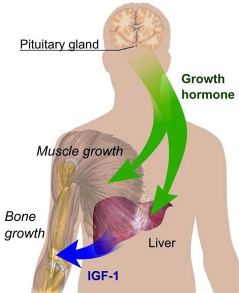 Best ways to increase hgh naturally. How to Increase Growth hormone for Women | Growth hormone ...