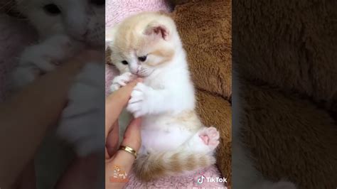 ️ Cute Cats Compilation 2019 Funny Cat Youtube