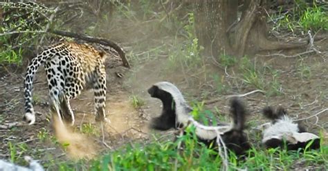 Mama Honey Badger Tackles A Leopard To Save Her Baby Video Predator