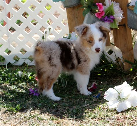 Tryke Red Merle Male 3 Color Country Aussies