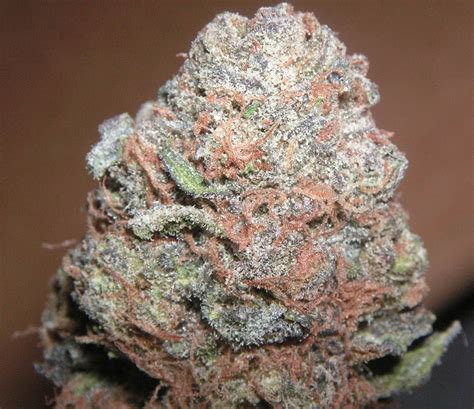 Best Kush Strains Of All Time Names And Pictures