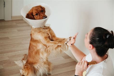 The Benefits Of Spaying A Dog Vital Pet Life