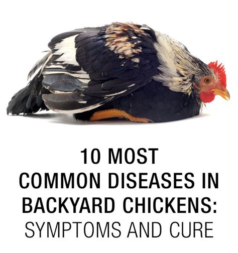 Backyard Chicken Diseases Backyard Ideas