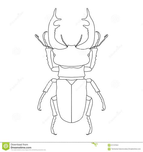Download Stag Beetle Coloring For Free Designlooter 2020 👨‍🎨