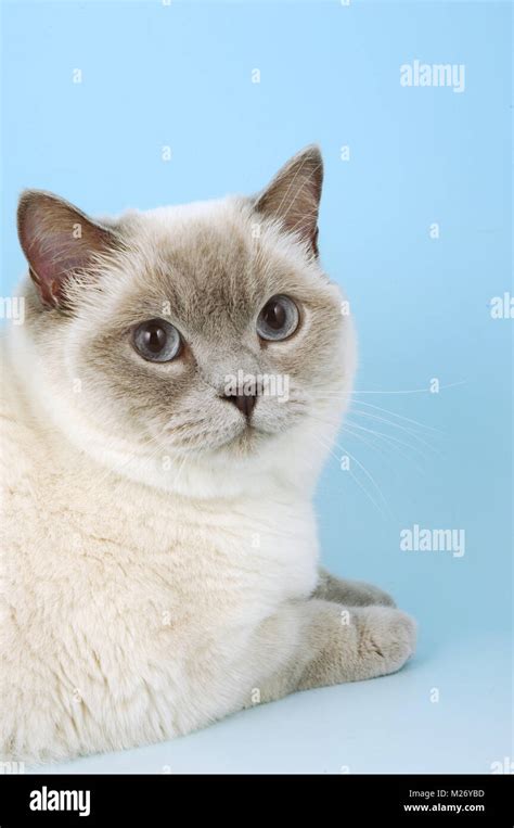 British Shorthair Cat Portrait Lilac Colour Point Stock Photo Alamy