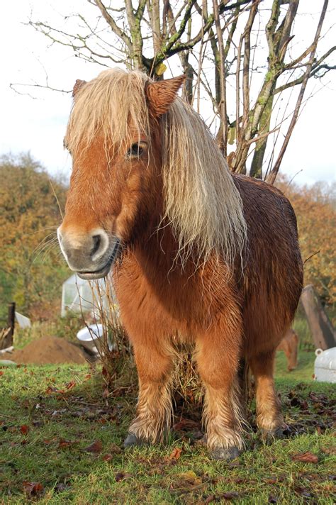 Lessons From A Shetland Pony Story Finding Our Way Now