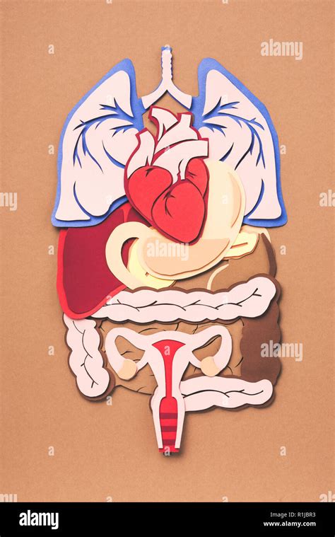 Female Internal Organs Hi Res Stock Photography And Images Alamy