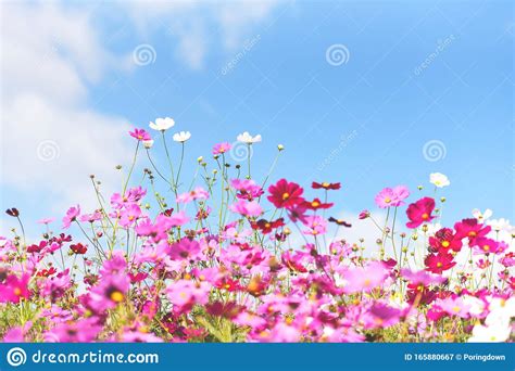 Colorful Pink Flowers Cosmos In The Garden On Fresh Bright Blue Sky