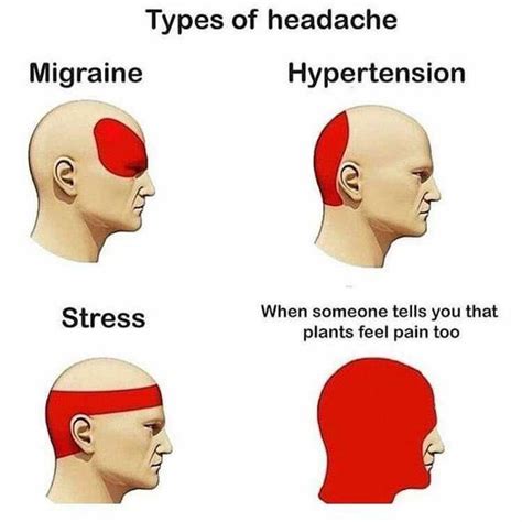 Vegan Headache Now I Know Why My Head Hurts So Often Mom Humor