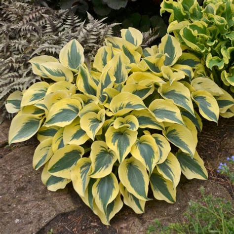 Hosta Autumn Frost 3 Pot Size Starter Plant Etsy