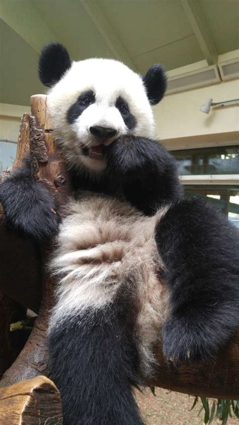 Panda Updates Wednesday August 9 Zoo Atlanta