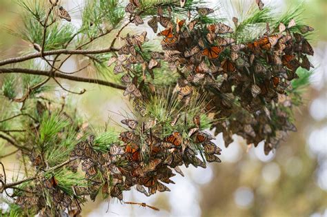 Overwintering Monarch Butterfly Numbers Rise By 35 In Mexico The