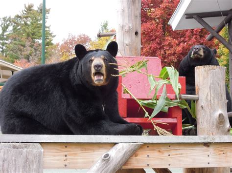 Lounging In Luxury Pretty Animals Black Bear Bear